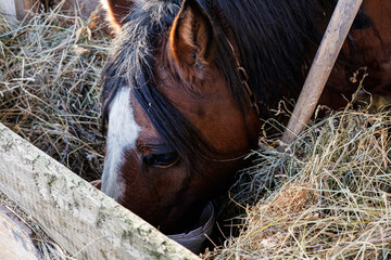 Close-up of a brown bay horse with a white blaze marking eating dry hay in a rustic wooden stable barn on a farm