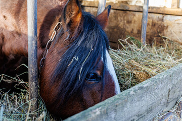 Close-up of a brown bay horse with a white blaze marking eating dry hay in a rustic wooden stable barn on a farm