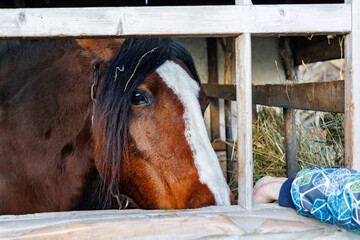 Close-up of a brown bay horse with a white blaze marking eating dry hay in a rustic wooden stable barn on a farm