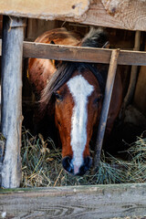 Close-up of a brown bay horse with a white blaze marking eating dry hay in a rustic wooden stable barn on a farm