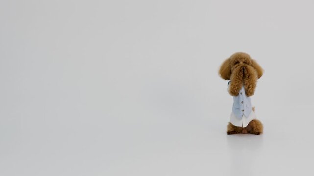 Lab poodle exploring various imaginary experiment tools and props