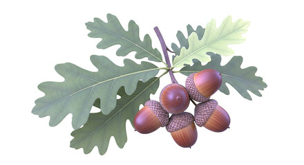 Oak Branch with Acorns and Leaves