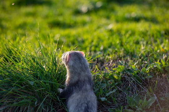Furet