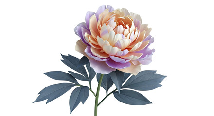 Pastel Peony Flower with Dark Green Leaves on White Background