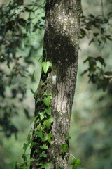 green tree trunk