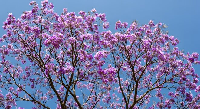 Vibrant pink blossoms of a flowering tree against a clear blue sky. banaba