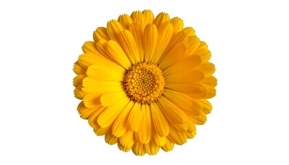 Close-up of a bright yellow, fully bloomed flower with layers of petals, isolated on white