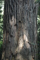 Obraz premium bark of a tree