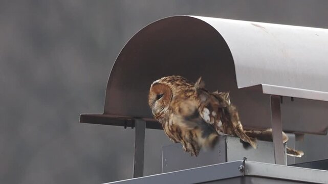 Tawny owl - Strix aluco