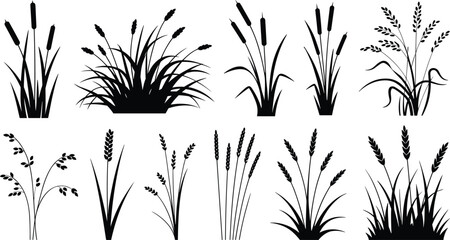 Collection of black silhouette of various wetland plants including cattails and grasses, showcasing diverse botanical forms © MdMoktar
