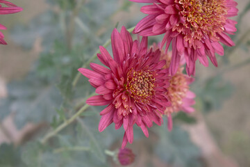 Obraz premium Beautiful Red chrysanthemum flowers closeup in the winter garden, Closeup of Chrysanthemum flower, Field of the Red Chrysanthemum, Beautiful Red flower blooming in nature.