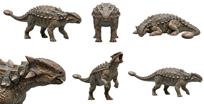 set of a ankylosaurus in different poses, standing, walking, lying isolated on a transparent background