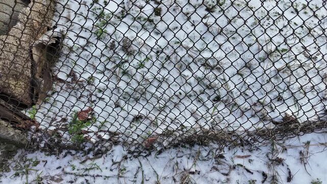 Rusty chain-link fence in a snowy winter garden, young tree sapling tied to post, green shed in background. Snow-covered ground, dry grass, berries, cold rural backyard atmosphere.