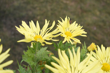 Beautiful Yellow chrysanthemum flowers closeup in the winter garden, Closeup of Chrysanthemum flower, Field of the Yellow Chrysanthemum, Beautiful Yellow flower blooming in nature.