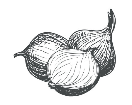 A composition of whole and halved onions. A vector illustration of shallots on a white background. A contour sketch of this aromatic spice. An imitation of engraving.