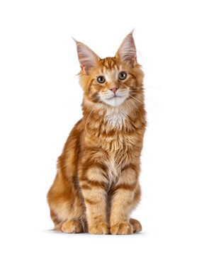 Young solid red or ginger Maine coon cat kitten sitting up facing front. Looking towards camera. Isolated on a white background.