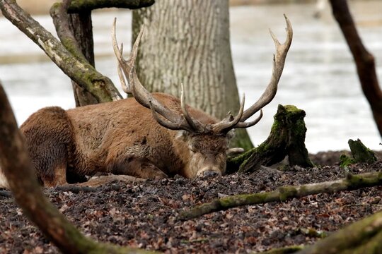 cerf