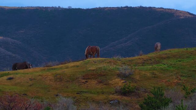 Winter over Oki Islands, Kuniga Coast and Wild Horses of Japan