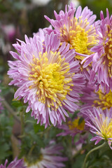 Beautiful Pink chrysanthemum flowers closeup in the winter garden, Closeup of Chrysanthemum flower, Field of the Pink Chrysanthemum, Beautiful Pink flower blooming in nature.