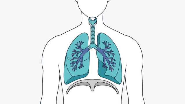 Human Respiratory System Anatomy with Lungs and Diaphragm.