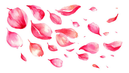 Watercolor pink flower petals falling gracefully create romantic spring background. Delicate cherry blossom petals drift through soft pastel design perfect for wedding invitations.  © Narin