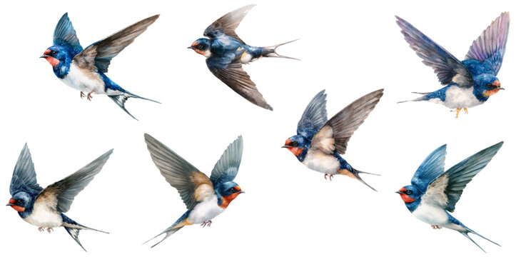 Spring swallow collection in watercolor style. Cute bird illustrations with vintage charm, flight poses, and delicate blue hues ideal for seasonal projects and animal-themed artwork. 