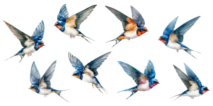 Spring bird collection with swallow illustrations in watercolor style. Delicate flight poses, cherry blossoms, and cute sketches perfect for cards, posters, and nature-inspired designs. 