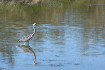 H&eacute;ron cendr&eacute;