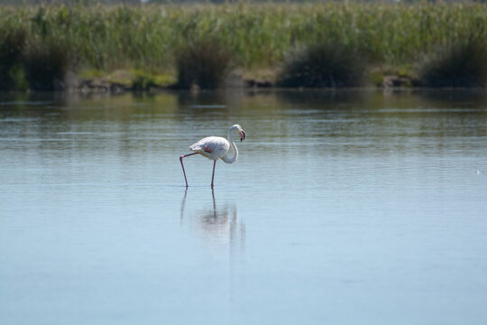 Grande aigrette