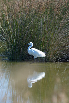 Grande aigrette