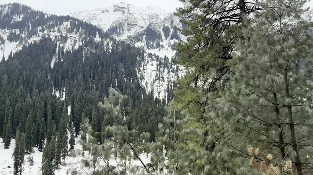 Peaceful natural landscape of Aru Valley featuring lush green meadows, pine forests, flowing rivers, and majestic Himalayan mountains near Pahalgam, Kashmir.