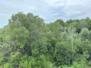 Obraz premium Dense green forest canopy under cloudy sky, representing natural landscape, tropical vegetation, environmental conservation, fresh air, and peaceful outdoor scenery.