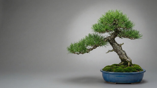 Japanese White Pine