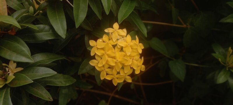 the beauty of yellow ixora flowers 