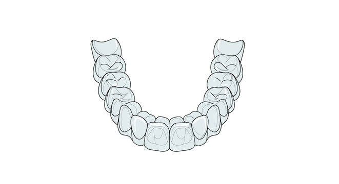 Detailed dental illustration of human teeth on white background viewed from the front