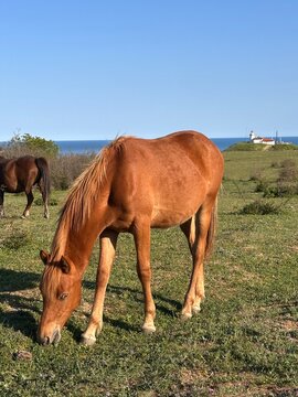 This beautiful horse is living his best life, strolling with this view of the Black Sea in Bulgaria. Cape Emine is one of the most beautiful and wild spots on the Black Sea coast.