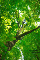 Fototapeta premium green forest background in a sunny day