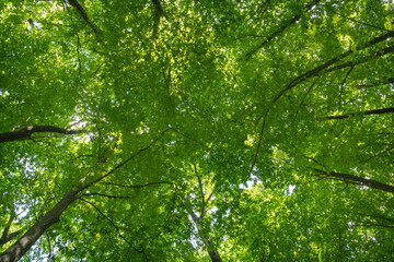 Fototapeta premium green forest background in a sunny day