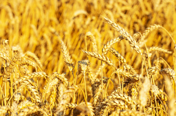 Fields of wheat at the end of summer fully ripe