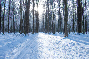 Beautiful winter landscape in the forest.