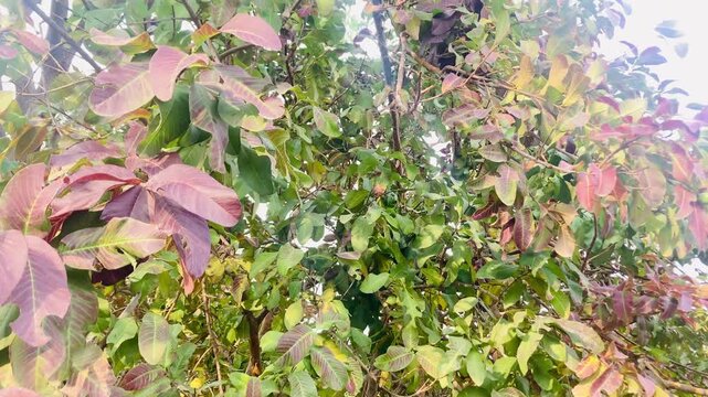 Healthy Guava Tree (Psidium Guajava) Growing in Natural Orchard