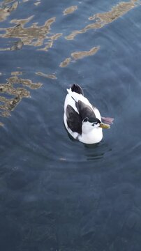 bird named "gazza marina" swiming in the blue Garda lake in Italy