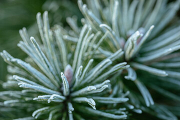 Frosted Pine Needles with Hoarfrost, Winter Evergreen Background. Pine needles covered with delicate hoarfrost on a cold winter day. Frost crystals emphasize the evergreen texture 
