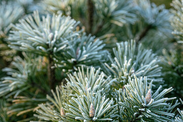 Icy Pine Needles with Hoarfrost, Winter Evergreen Detail. Sharp pine needles covered with hoarfrost creating crisp winter detail. 