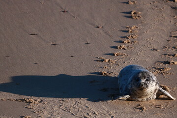 Phoque gris (Halichoerus grypus) © JF Gazeilles