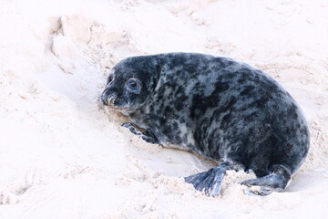 Phoque gris (Halichoerus grypus) © JF Gazeilles
