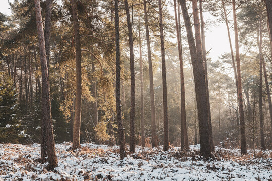 Snowy winter forest in Germany near Bramsche, standing among frost-covered trees with warm sunlight and a cold atmosphere