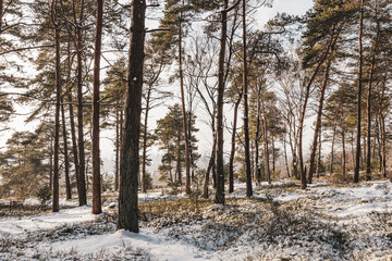 Snowy winter forest in Germany near Bramsche, standing among frost-covered trees with warm sunlight and a cold atmosphere