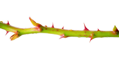 Green Rose Stem with Red Thorns Captured in a Macro Studio Shot on Transparent Background. Digital Design Asset