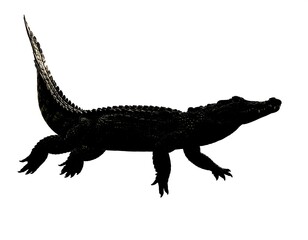 Fototapeta premium A large reptile with a long tail and sharp claws